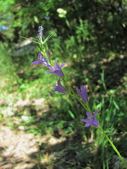 Campanula rapunculus lambertiana
