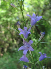 Campanula rapunculus lambertiana