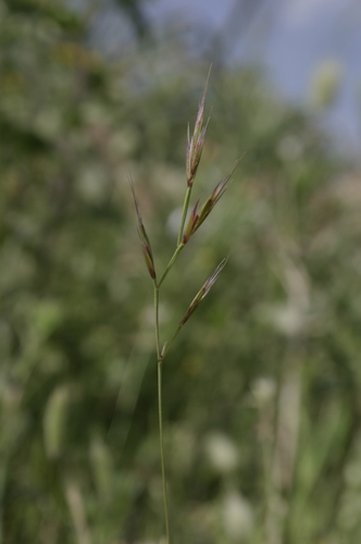 Vulpiella stipoides image