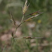 Vulpiella stipoides stipoides - Photo (c) Errol Véla, μερικά δικαιώματα διατηρούνται (CC BY-NC), uploaded by Errol Véla