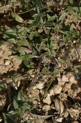 Lysimachia monelli subsp. monelli image