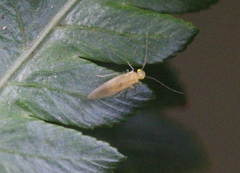 Xanthocaecilius