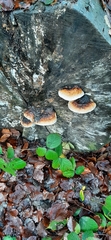 Fomitopsis pinicola