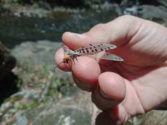 Myrmeleon erythrocephalus
