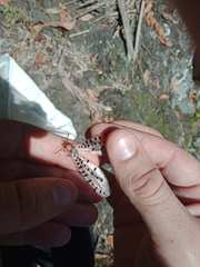 Myrmeleon erythrocephalus