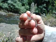Myrmeleon erythrocephalus