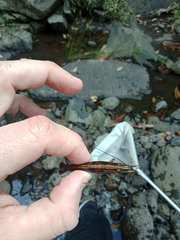 Australatya striolata