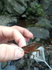 Australatya striolata