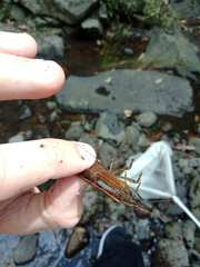 Australatya striolata