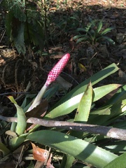 Aechmea vanhoutteana