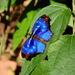 Orsis Bluewing - Photo (c) Nelson Wisnik, some rights reserved (CC BY-NC), uploaded by Nelson Wisnik