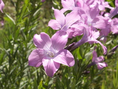 Linum olgae
