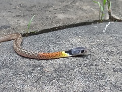 Rhabdophis subminiatus