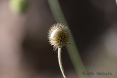 Dipsacus asperoides