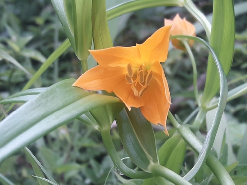Gloriosa modesta (Gloriosa modesta)