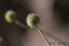 Dipsacus asperoides