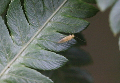 Xanthocaecilius