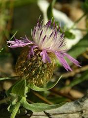 Centaurea pectinata