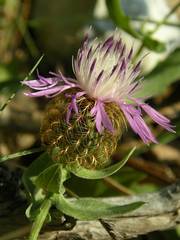 Centaurea pectinata