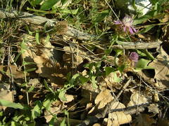 Centaurea pectinata