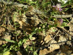 Centaurea pectinata