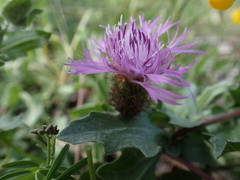Centaurea pectinata
