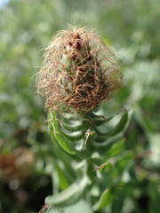 Centaurea pectinata