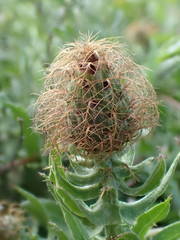 Centaurea pectinata