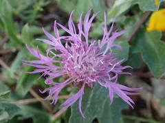 Centaurea pectinata