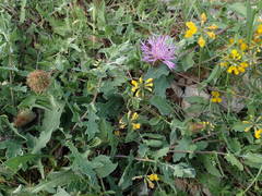 Centaurea pectinata