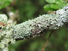 Heterodermia albicans