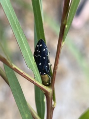Diphucrania leucosticta
