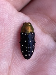 Diphucrania leucosticta