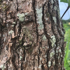 Theopompa ophthalmica