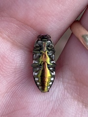 Diphucrania leucosticta