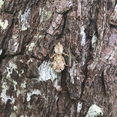 Theopompa ophthalmica