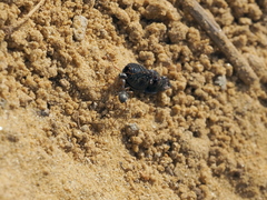 Formica cinerea