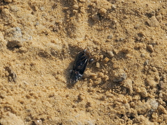 Formica cinerea