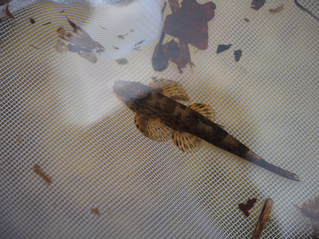 Green Gecko Loach