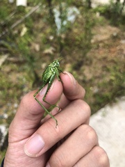Semicarinata colorata
