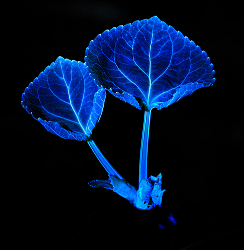 Viola — photo 1