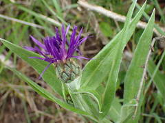 Centaurea triumfettii