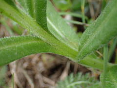 Centaurea triumfettii