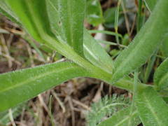 Centaurea triumfettii