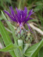 Centaurea triumfettii