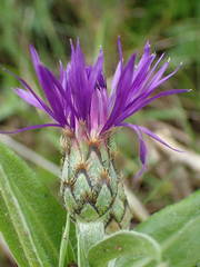 Centaurea triumfettii