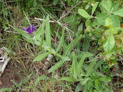 Centaurea triumfettii