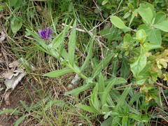 Centaurea triumfettii