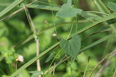 Zehneria cunninghamii