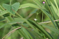 Zehneria cunninghamii
